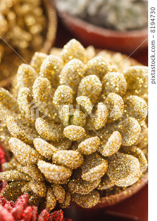 succulent plants succulent plants 8194730