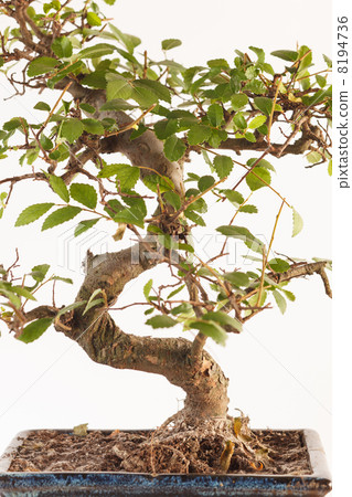 bonsai tree 8194736