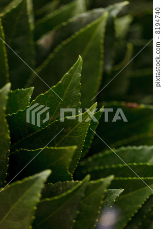 leaves background 8194740