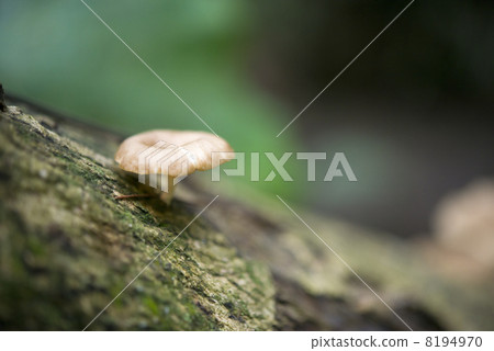 野生蘑菇婆羅洲島 8194970