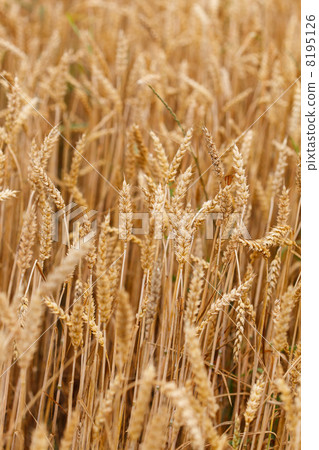 cereal field cereal field 8195126