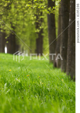 beautiful park 8195198