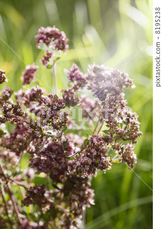 Fresh oregano Fresh oregano 8195238
