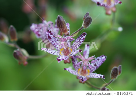 My name is Dorado Grass Hototogisu. My name is Dorado Grass Hototogisu. 8195371