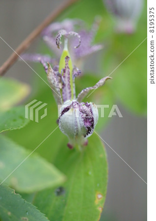 My name is Dorado Grass Hototogisu. My name is Dorado Grass Hototogisu. 8195375