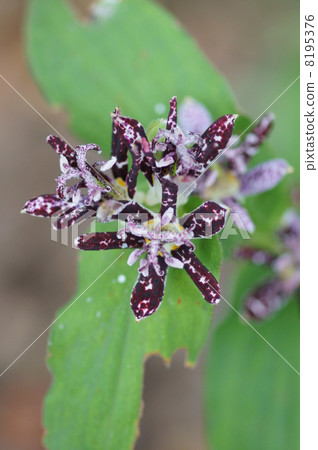 My name is Kurobana Kurobana Hototogisu. My name is Kurobana Kurobana Hototogisu. 8195376