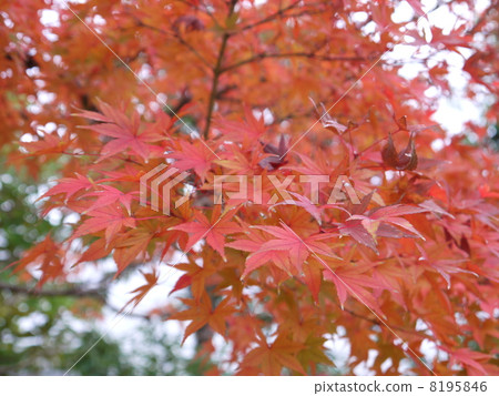 Autumn leaves in autumn 8195846