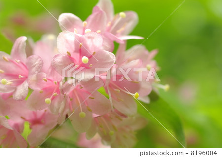 Taniutsugi I 8196004