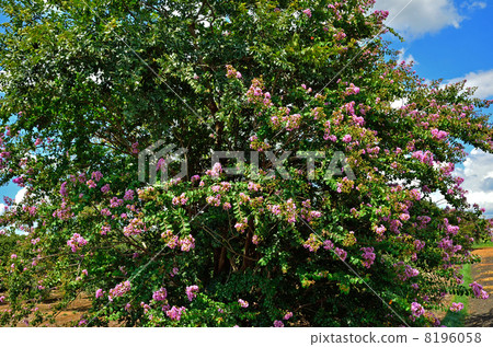 我的Numata米·秋天天空和Mexicana 8196058