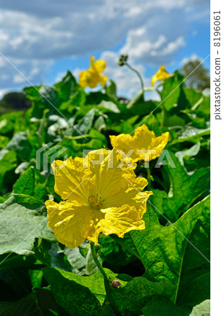 Mine Numata Rice · Loofah flower and autumn sky 8196061