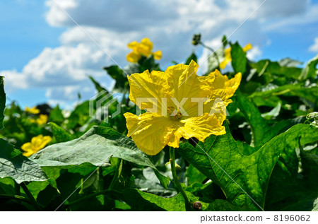 Mine Numata Rice · Loofah flower and autumn sky 8196062