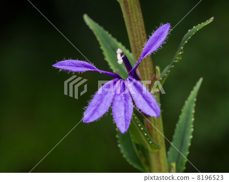 Blue purple Sawa bamboo 8196523