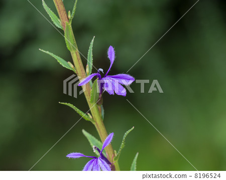Blue purple Sawa bamboo 8196524