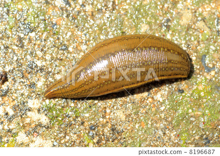 Umabiru Umabiru 8196687