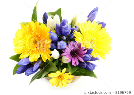 龍膽和非洲菊花的一面安排 龍膽和非洲菊花的一面安排 8196769