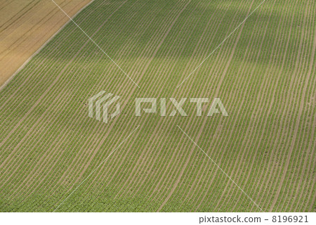 Red bean field of Biei 8196921