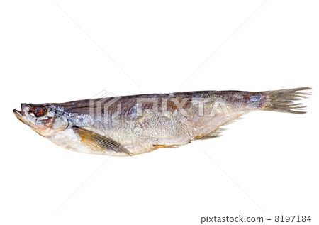 Salted and dried sabrefish 8197184