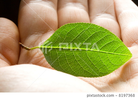 Green leaf in hand 8197368