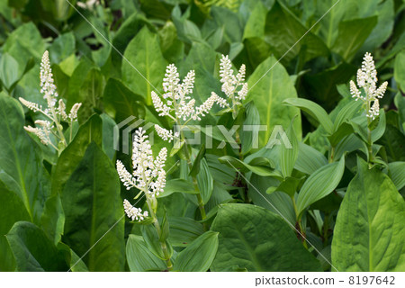 Tsubomi's of Kobaisenke 8197642