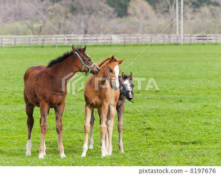 Friendly parent and child horse 8197676