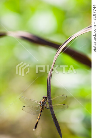 Dragonfly insect picture material Dragonfly insect picture material 8197744