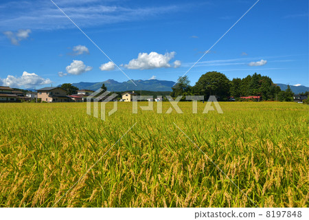 那須山和稻田 8197848