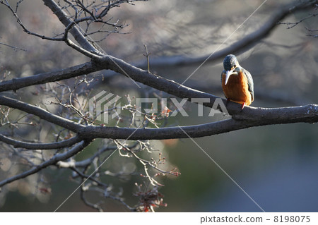 翠鳥 翠鳥 8198075