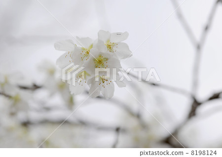 Fujisakura 8198124