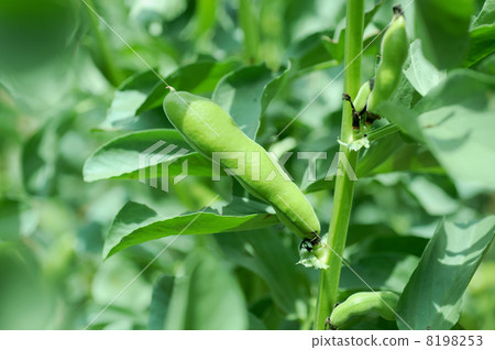 Broad beans 8198253
