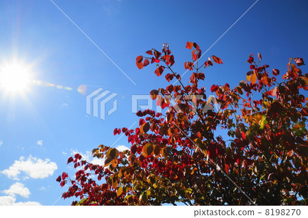Autumn leaves that increase the beauty by taking the sunlight 8198270