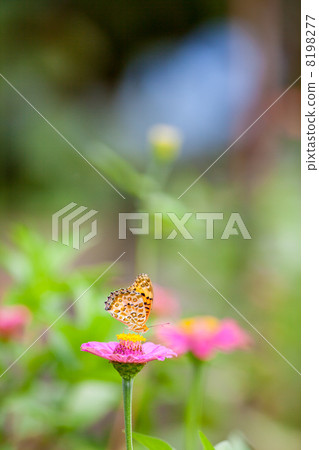 Insect image material 8198277