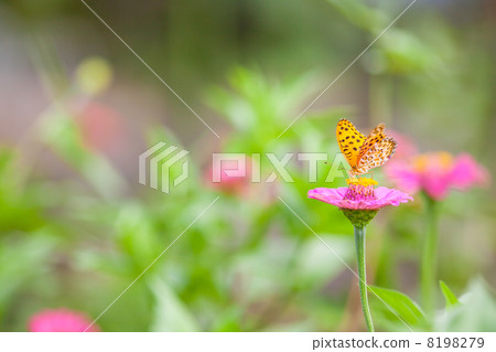 Insect image material 8198279