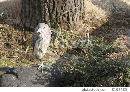 Hoshigoyi（戈雅幼兒園） 8198383