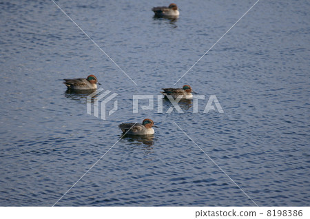 Koumao男子組 8198386