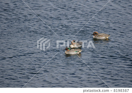 Koumao男子組 8198387