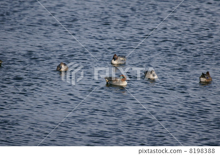 Kouma男女組 8198388