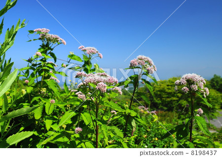 Yotsubahiyodori 8198437