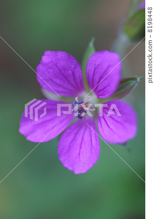 Evidence of safflower present Snow saffron It is called Genen Shoko. Evidence of safflower present Snow saffron It is called Genen Shoko. 8198448