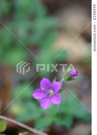 紅花現在的證據雪藏紅花它被稱為Genen Shoko。 紅花現在的證據雪藏紅花它被稱為Genen Shoko。 8198449