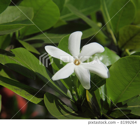 Tiire Tahiti 8199264