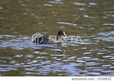 哦範 哦範 8199622