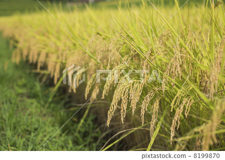 水稻種植 8199870
