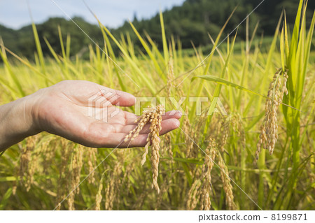 水稻種植 8199871