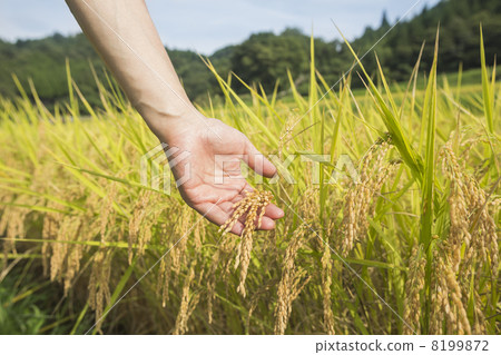 水稻種植 8199872