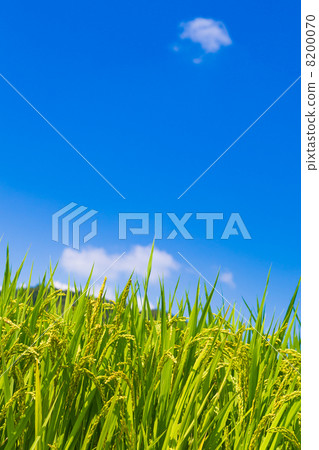 Rice field 8200070