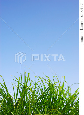 Green grass Green grass 8200179