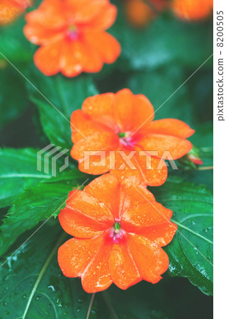 Impaciens在雨中盛開 8200505