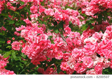 玫瑰粉紅色 8200507