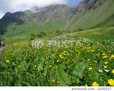 參觀瑞士阿爾卑斯山的花朵和天空之上的花田 8200527