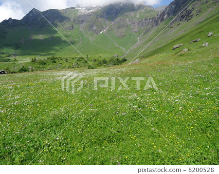 Visit the flowers of the Swiss Alps and visit flower fields Armenhorbel 8200528